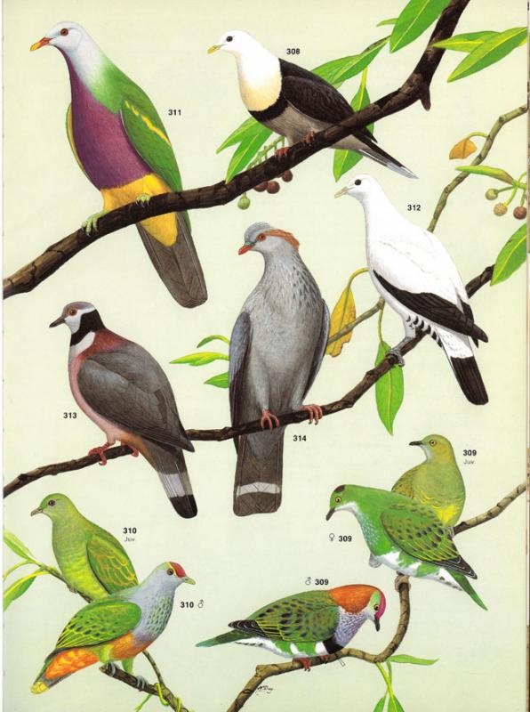 Simpson, Ken; Day, Nicolas. The birds of Australia: a book of identification about 760 birds in colour. 2nd ed. South Yara, Victoria: OʼNeil, 1986.