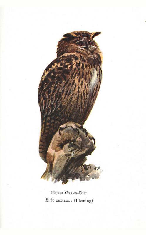 Taczanowski, Władysław. Ptaki krajowe. W Krakowie: wydanie Akademii Umiejętności, 1882. 2 t.