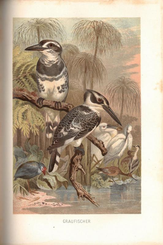Brehm, Alfred E. Brehms Tierleben: allgemeine Kunde des Tierreichs. Unter Mitwirkung von Wilh. Haacke; neubearbeitet von Pechuel-Loesche. 3., gänzlich neubearbeitete Auflage. Leipzig; Wien: Bibliografisches Institut, 1891–1892.
