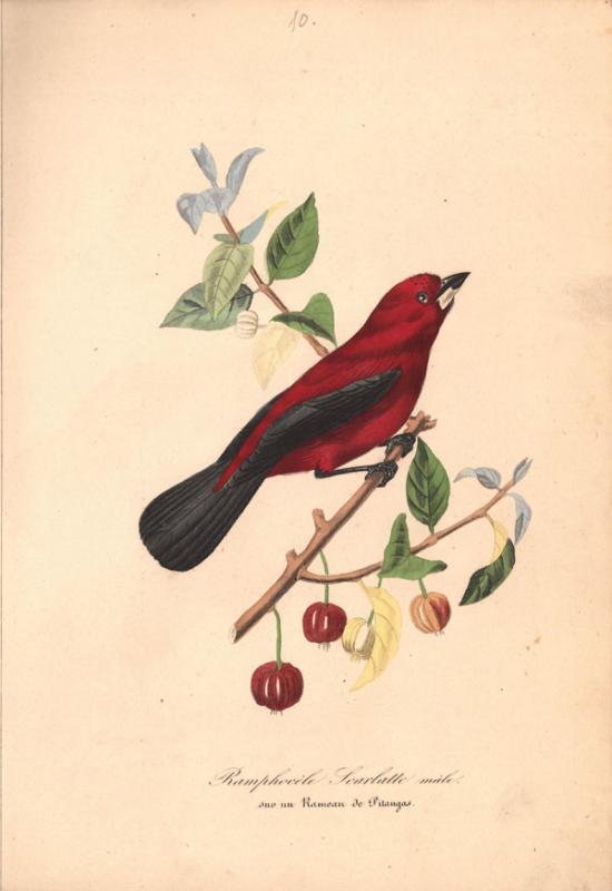 Retų spaudinių skyriuje saugomas vienas įspūdingiausių XIX a. prancūziškų gamtos istorijos leidinių – „Augalų sodas“ (pranc. „Le jardin des plantes“, 1842–1843).