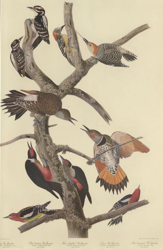 Audubon, John James. The Birds of America. Leipzig: Leipzig edition, 1972.