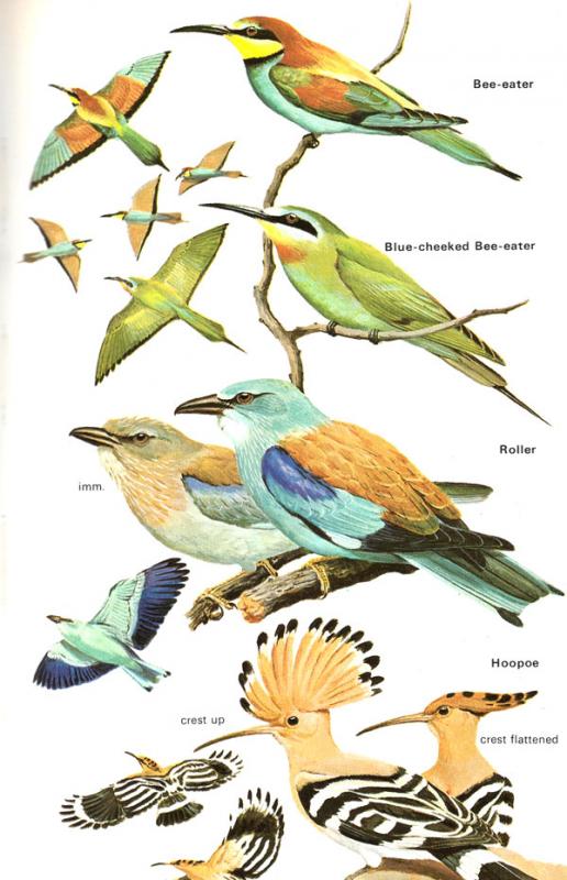Bruun, Bertel; Delin, Håkan; Svensson, Lars. Birds of Britain and Europe. Illustrated by Arthur Singer, Dan Zetterström. Twickenham: Country life books, 1987.