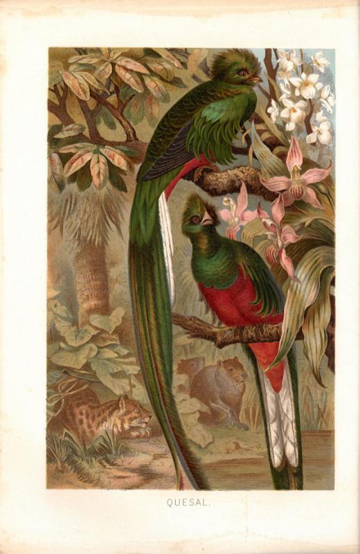 Brehm, Alfred E. Brehms Tierleben: allgemeine Kunde des Tierreichs. Unter Mitwirkung von Wilh. Haacke; neubearbeitet von Pechuel-Loesche. 3., gänzlich neubearbeitete Auflage. Leipzig; Wien: Bibliografisches Institut, 1891–1892.