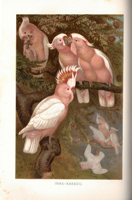 Brehm, Alfred E. Brehms Tierleben: allgemeine Kunde des Tierreichs. Unter Mitwirkung von Wilh. Haacke; neubearbeitet von Pechuel-Loesche. 3., gänzlich neubearbeitete Auflage. Leipzig; Wien: Bibliografisches Institut, 1891–1892.