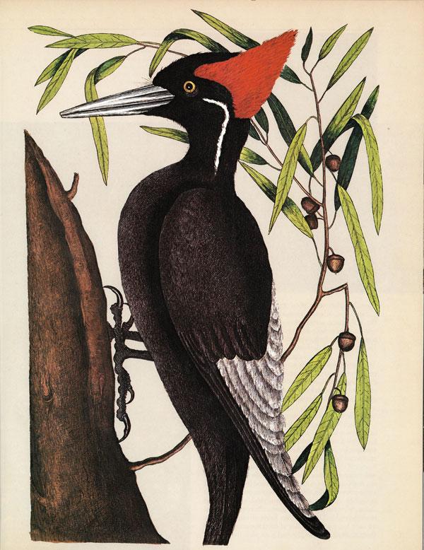 The gift of birds. [Editor Howard F. Robinson]. Washington: National Wildlife Federation, c1979.