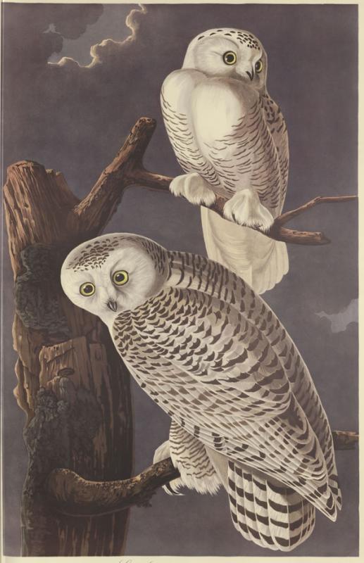 Audubon, John James. The Birds of America. Leipzig: Leipzig edition, 1972.