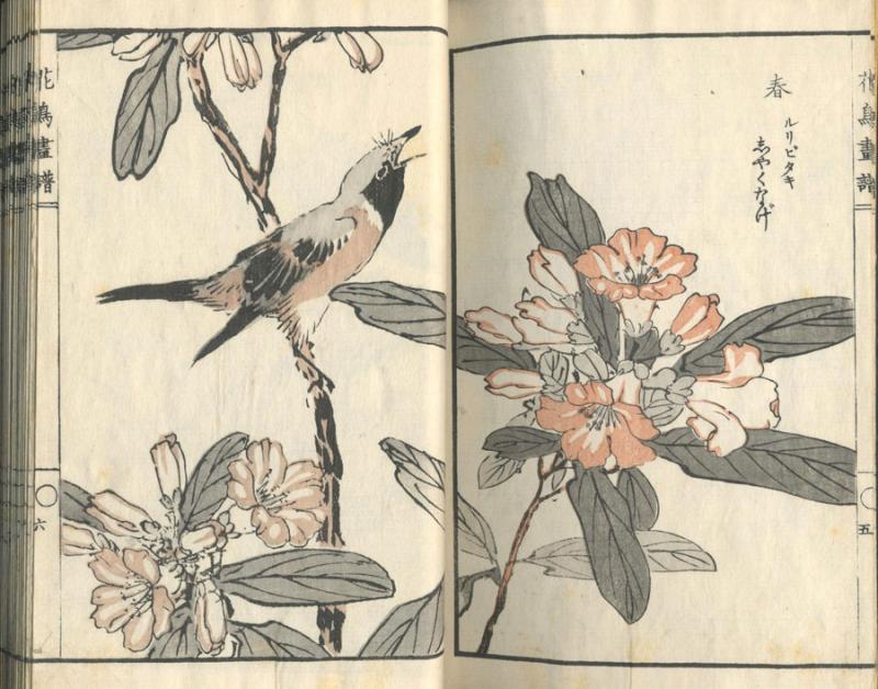Unga, Tachibana.花鳥畫譜 = Kachō gafu = Gėlių ir paukščių piešinių albumas. Nihonbashi-ku [Tokyo]: [Okura Magobei], 1882–1884.– 3 p., 40 iliustr. p.: medžio raiž.; 22 x 14 cm.