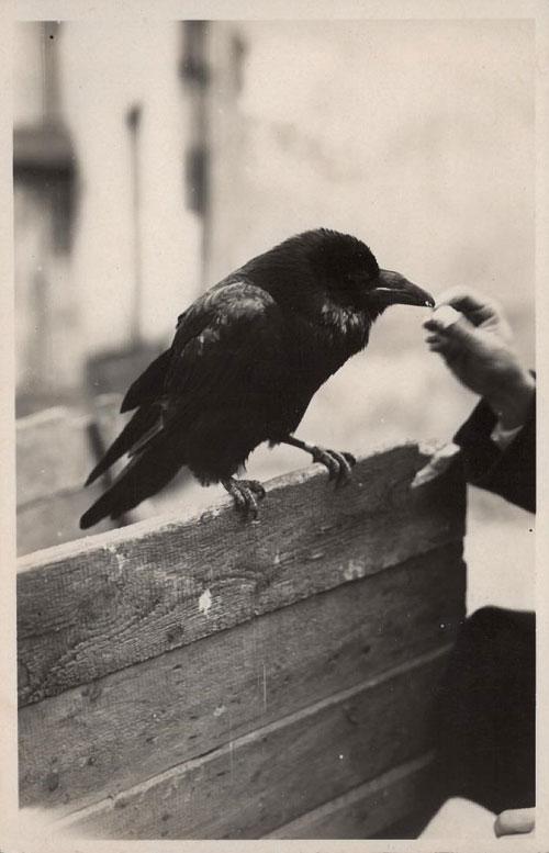 T. Ivanausko augintiniai: kranklys Gamtos tyrimo stoties kieme (1926); Gervytė žiogauja Obelynėje (1935)