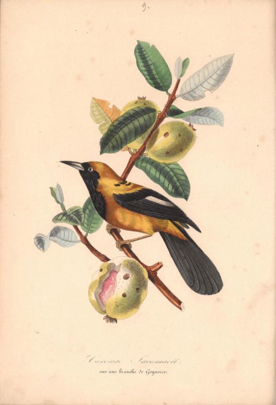Retų spaudinių skyriuje saugomas vienas įspūdingiausių XIX a. prancūziškų gamtos istorijos leidinių – „Augalų sodas“ (pranc. „Le jardin des plantes“, 1842–1843).