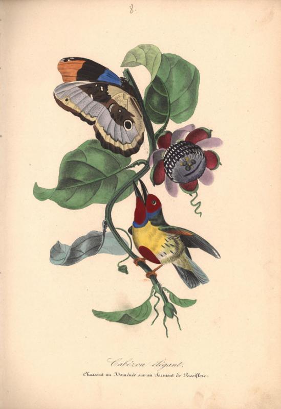 Retų spaudinių skyriuje saugomas vienas įspūdingiausių XIX a. prancūziškų gamtos istorijos leidinių – „Augalų sodas“ (pranc. „Le jardin des plantes“, 1842–1843).