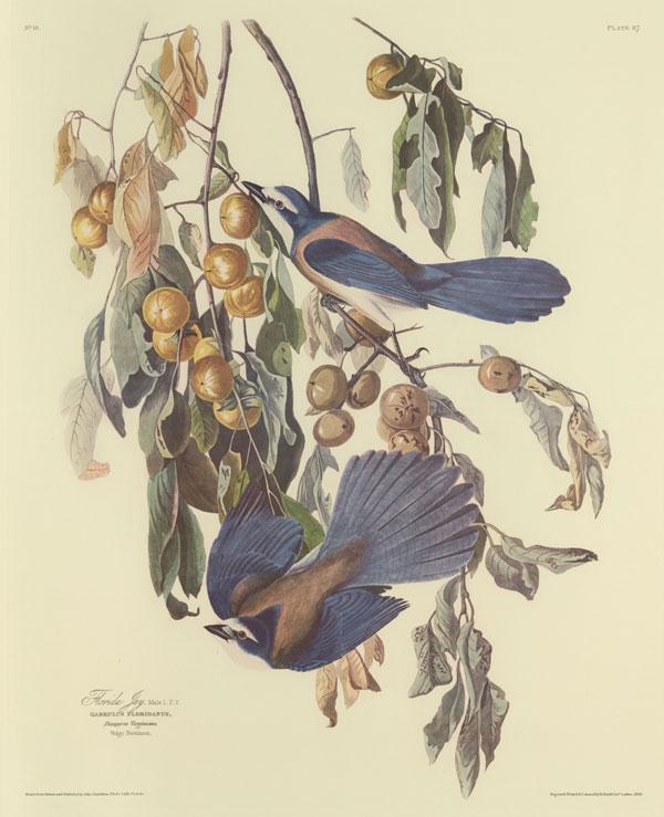 Audubon, John James. The Birds of America. Leipzig: Leipzig edition, 1972.