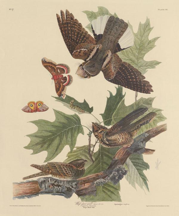 Audubon, John James. The Birds of America. Leipzig: Leipzig edition, 1972.