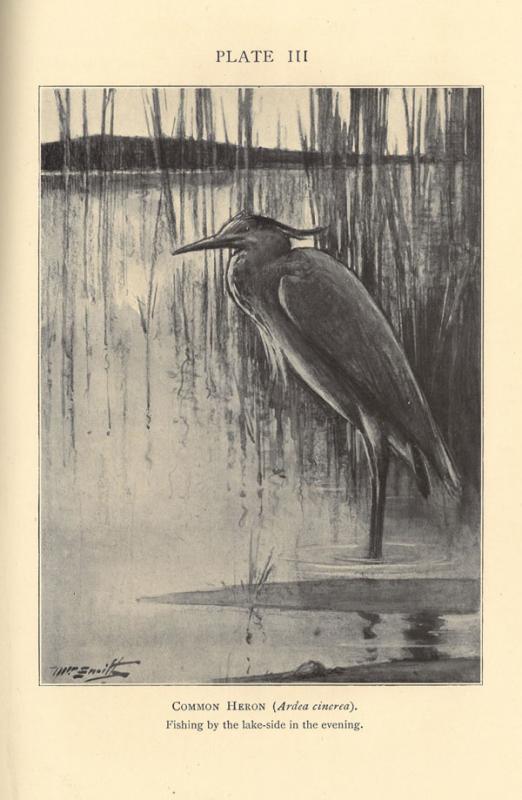Thomson, J. Arthur. The biology of birds. 
New York: Macmillan, 1923.