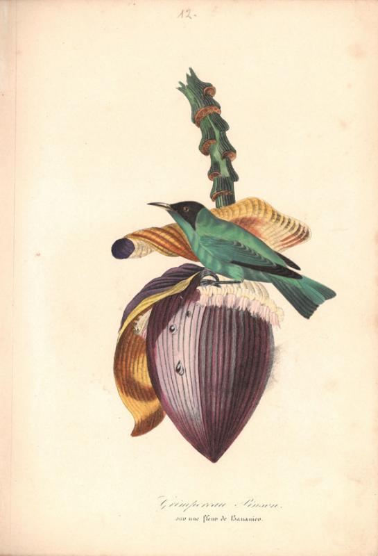 Retų spaudinių skyriuje saugomas vienas įspūdingiausių XIX a. prancūziškų gamtos istorijos leidinių – „Augalų sodas“ (pranc. „Le jardin des plantes“, 1842–1843).