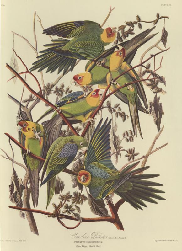 Audubon, John James. The Birds of America. Leipzig: Leipzig edition, 1972.