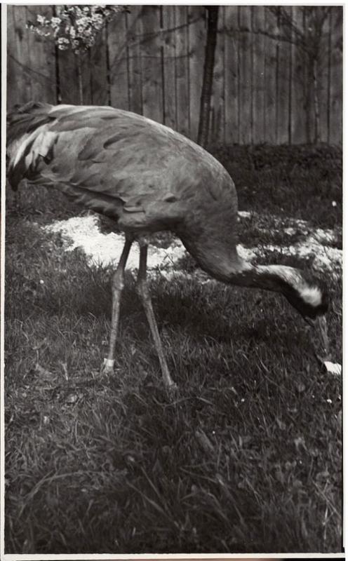 T. Ivanausko augintiniai: kranklys Gamtos tyrimo stoties kieme (1926); Gervytė žiogauja Obelynėje (1935)