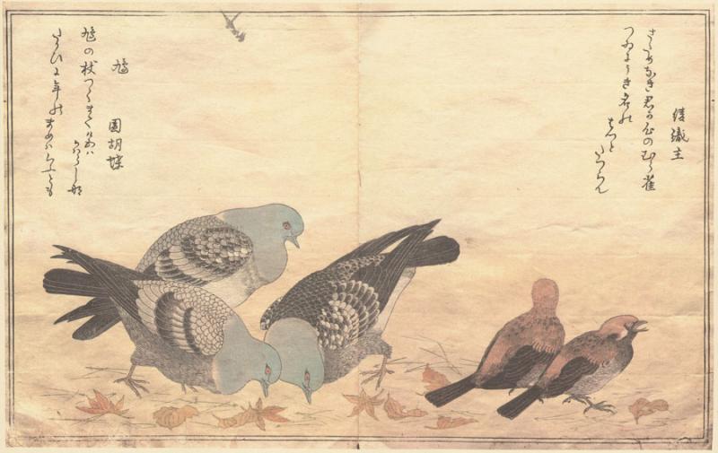 Utamaro. A chorus of birds: [album].With an introduction by Julia Meech-Pekarik and a note on kyõka and translations by James T. Kenney. 
New York: Metropolitan Museum of Art: Viking Press, 1981.