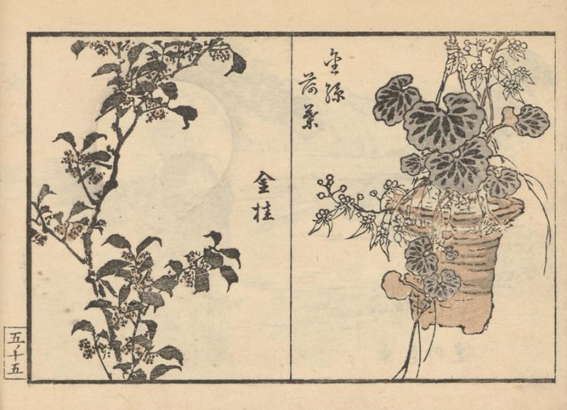 Bairei, Kono. 工業図式 = Kōgyō zushiki = Piešiniai amatininkams ir menininkams. Tokyo: [Okura Magobei], 1883. 5 t.:  medžio raiž.; 12 x 18 cm.