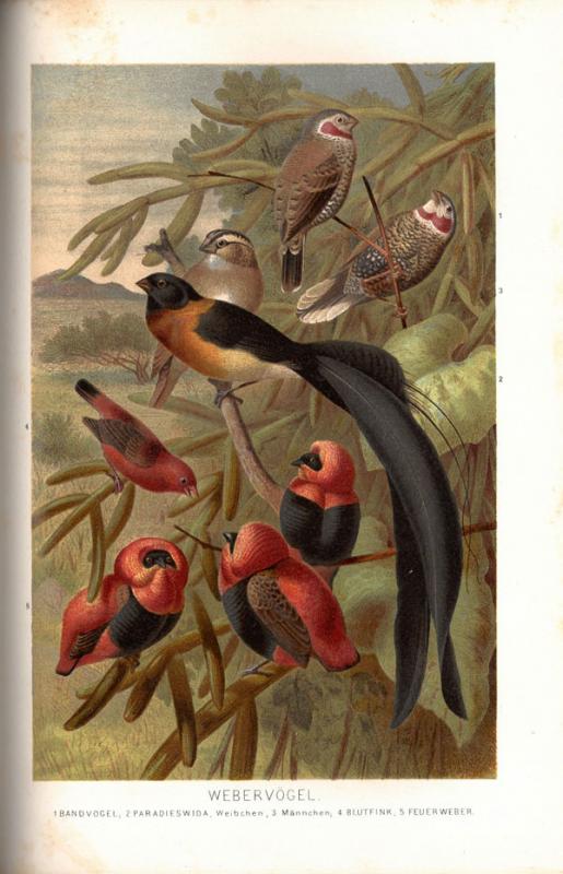 Brehm, Alfred E. Brehms Tierleben: allgemeine Kunde des Tierreichs. Unter Mitwirkung von Wilh. Haacke; neubearbeitet von Pechuel-Loesche. 3., gänzlich neubearbeitete Auflage. Leipzig; Wien: Bibliografisches Institut, 1891–1892.