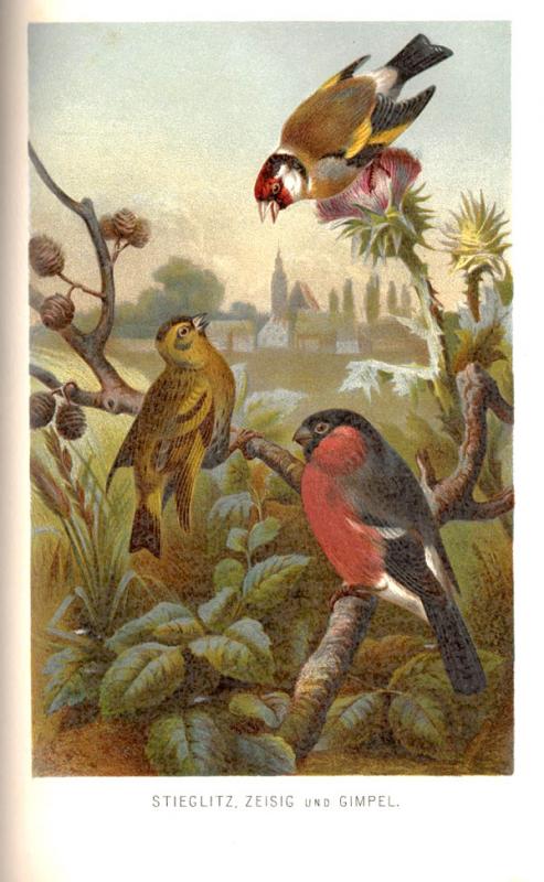 Brehm, Alfred E. Brehms Tierleben: allgemeine Kunde des Tierreichs. Unter Mitwirkung von Wilh. Haacke; neubearbeitet von Pechuel-Loesche. 3., gänzlich neubearbeitete Auflage. Leipzig; Wien: Bibliografisches Institut, 1891–1892.