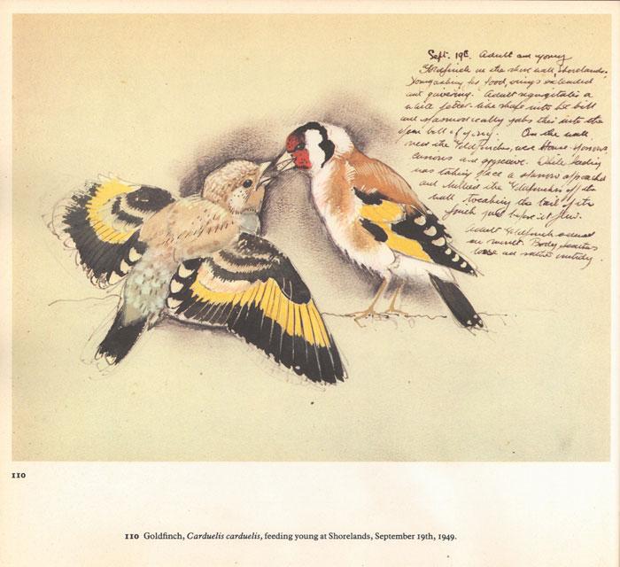 Tunnicliffe, C. F.A sketchbook of birds. New York: Holt, Rinehart and Winston, 1979.