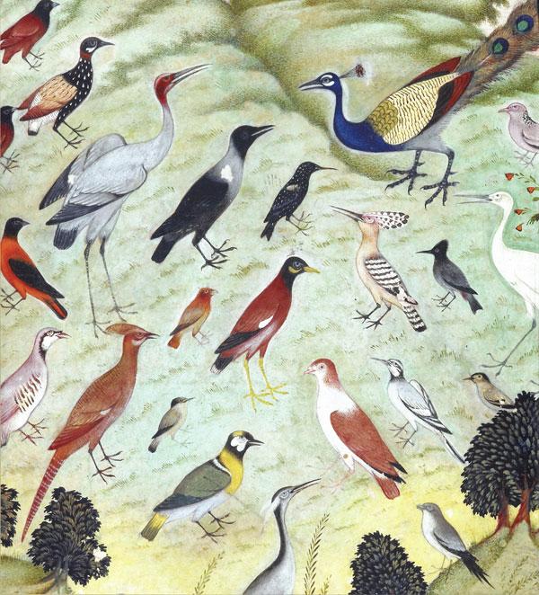 Fisher, Celia. The magic of birds. London: British Library, 2014.