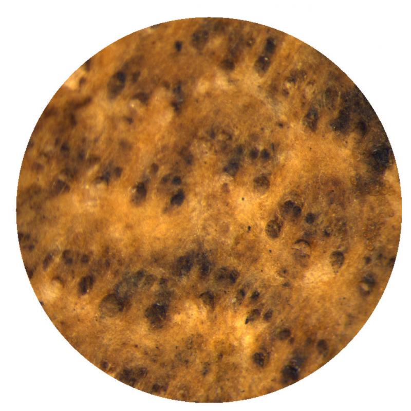 Knygos viršelio dengiamosios odos (ožkenos) vaizdas mikroskopu