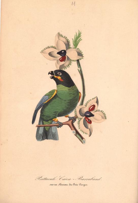 Retų spaudinių skyriuje saugomas vienas įspūdingiausių XIX a. prancūziškų gamtos istorijos leidinių – „Augalų sodas“ (pranc. „Le jardin des plantes“, 1842–1843).