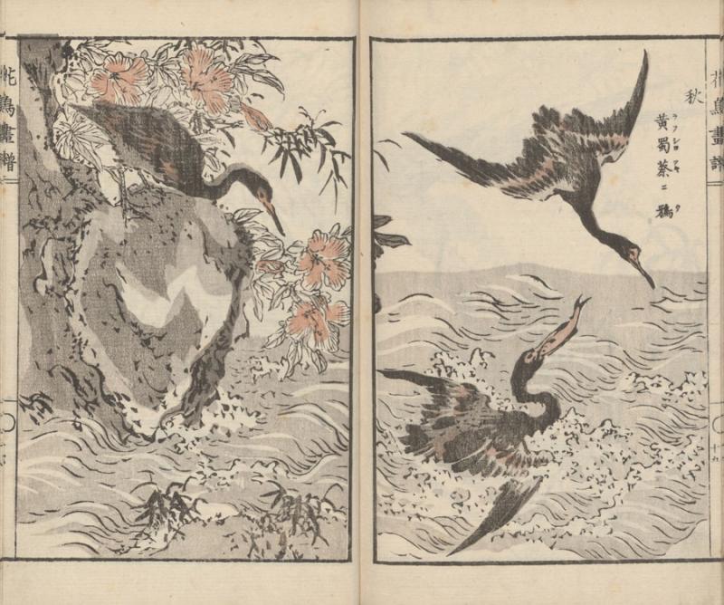 Unga, Tachibana.花鳥畫譜 = Kachō gafu = Gėlių ir paukščių piešinių albumas. Nihonbashi-ku [Tokyo]: [Okura Magobei], 1882–1884.– 3 p., 40 iliustr. p.: medžio raiž.; 22 x 14 cm.