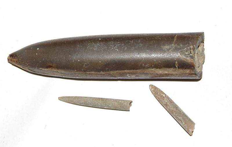 Belemnitai. Rusija