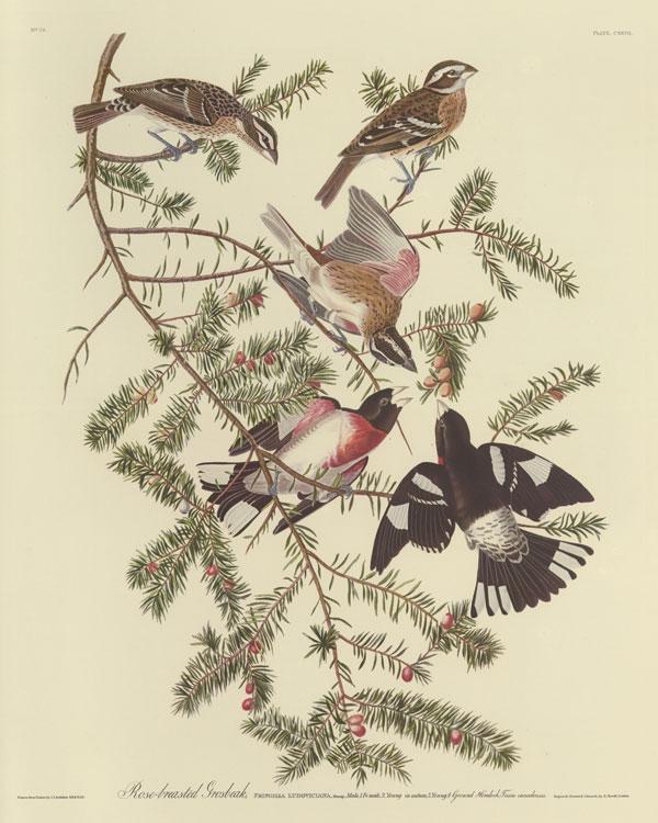 Audubon, John James. The Birds of America. Leipzig: Leipzig edition, 1972.