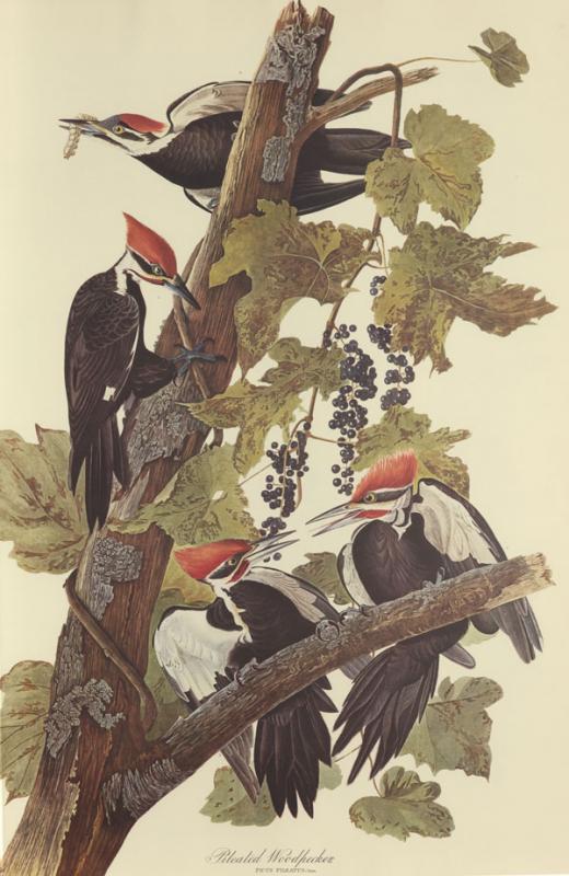 Audubon, John James. The Birds of America. Leipzig: Leipzig edition, 1972.