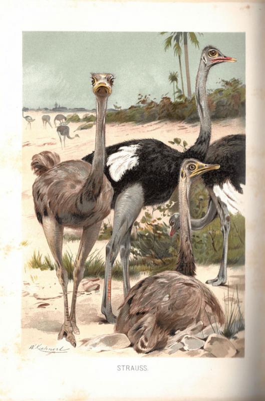 Brehm, Alfred E. Brehms Tierleben: allgemeine Kunde des Tierreichs. Unter Mitwirkung von Wilh. Haacke; neubearbeitet von Pechuel-Loesche. 3., gänzlich neubearbeitete Auflage. Leipzig; Wien: Bibliografisches Institut, 1891–1892.