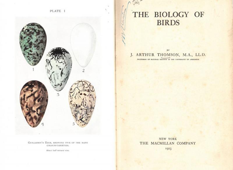 Thomson, J. Arthur. The biology of birds. 
New York: Macmillan, 1923.