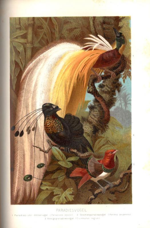 Brehm, Alfred E. Brehms Tierleben: allgemeine Kunde des Tierreichs. Unter Mitwirkung von Wilh. Haacke; neubearbeitet von Pechuel-Loesche. 3., gänzlich neubearbeitete Auflage. Leipzig; Wien: Bibliografisches Institut, 1891–1892.
