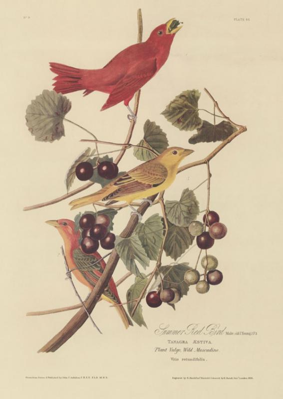 Audubon, John James. The Birds of America. Leipzig: Leipzig edition, 1972.
