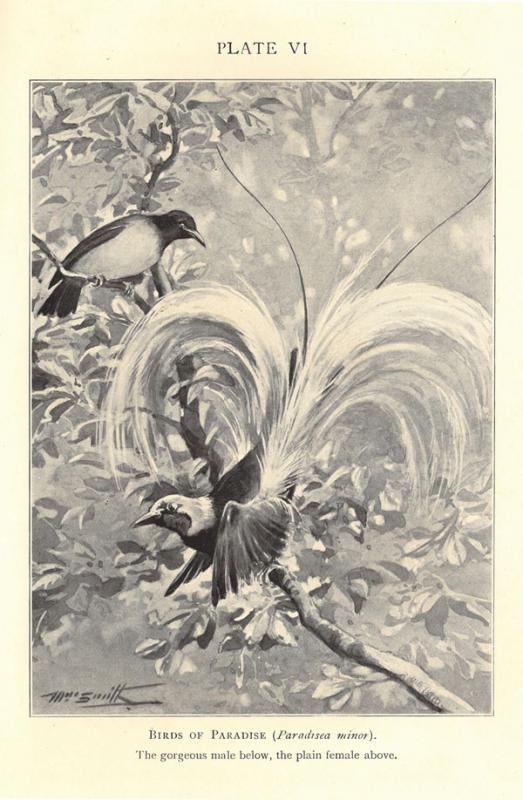 Thomson, J. Arthur. The biology of birds. 
New York: Macmillan, 1923.