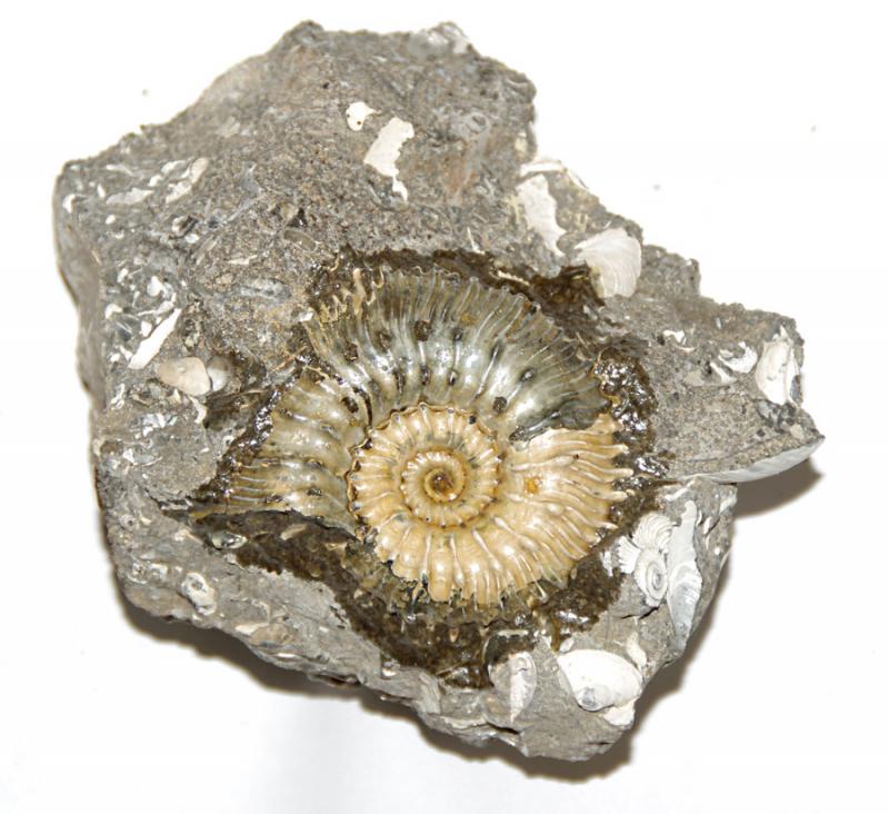 Amonitas uolienoje